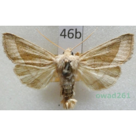 Hydraecia micacea (Esper, 1789) Czech46b